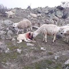 dogs