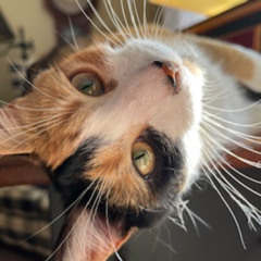Candlelight and Catnip (2025)