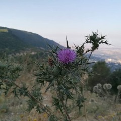 سافر مركبي - أحمد الفتلاوي