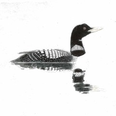 Yellow - Billed Loon