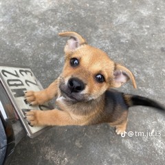 Không Còn Nước Mắt.. remix.. zinz