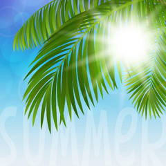 Palm Trees