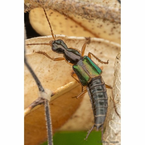 hk_calm-steady_tracks_406