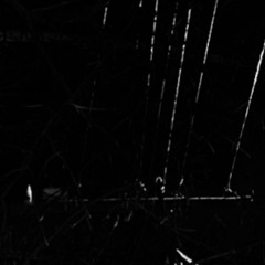 ИvМБ2Тh /poison Tree20