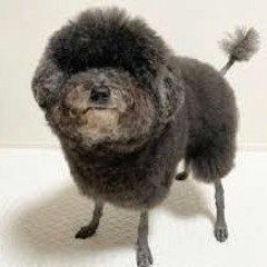 chilltrirkfy (Feat TheXNikkk)