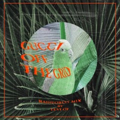 Gucci - Off The Grid Rainforest Mix - 115 Bpm