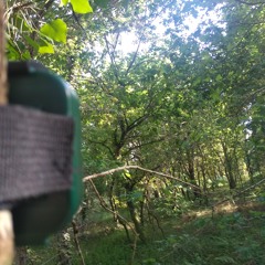 Captation par un Audiomoth, Labenne (40), bois de Toulet, mai 2025