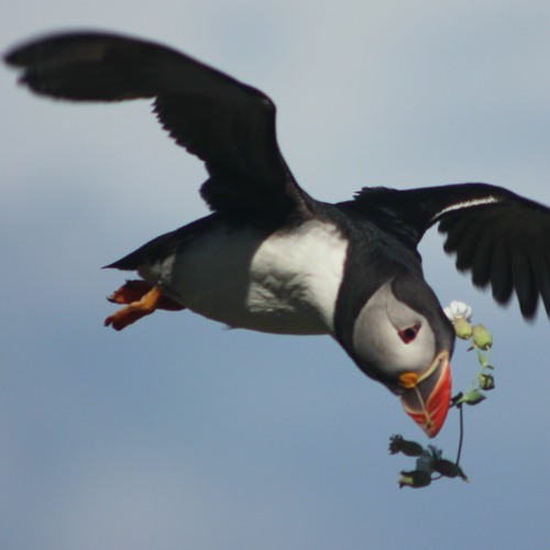 Stream episode Living Among the Puffins on Skellig Michael by Afloat.ie ...