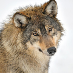 Bayu Bayushki (Russian Wolf Lullaby)