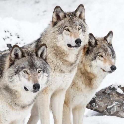 BEASTBOYBPD - WOLVES PROD ILYSUMMER (BETA MIX)