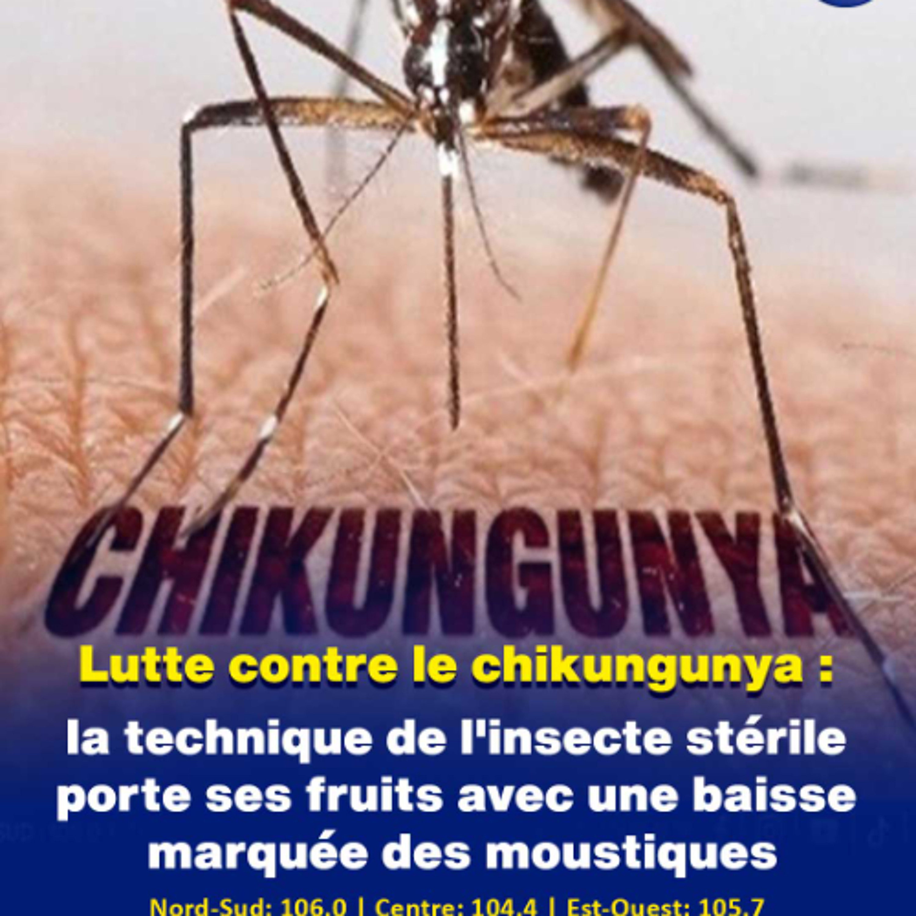 Lutte contre le chikungunya : la technique de l'insecte stérile porte ses fruits avec une baisse marquée des moustiques