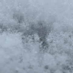 Flights of Fancy Feast at the cat café [Video in Description]