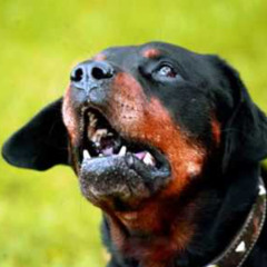 kes lasi koerad välja (auh auh auh)