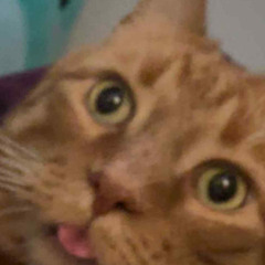 Some Bleppies
