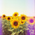 Artwork for The Sunshine Song