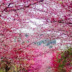 Addicted [prod. malloy]