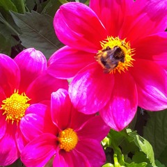 Himno #233 Lo más querido es