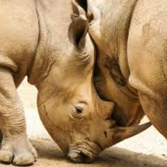 chitwan rhinos - fan anthem