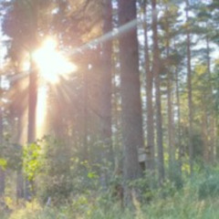 Golden Hour #1: Sunset Soundbath - Ambient Music for Forest Worship