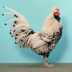 Kerrrr's Exploration #72: Treading the backward path + lefav