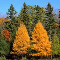 Bill Sadler - Tahoma