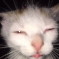 Turn that shit down my cats trying to sleep