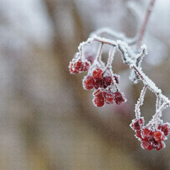 morning hoarfrost