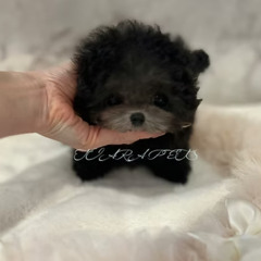 Exclusive Micro Teacup Poodle Puppies for Sale in Georgia – Meet RUKIA