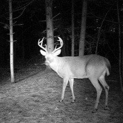 the woods (L0$T A6A!N)