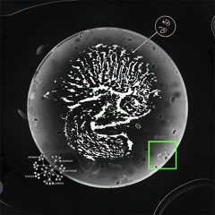 Fruitbody: Mutations (album preview)