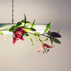 Amygdala Hijack (woos woos swallow)