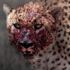 CHEETAH (kov)