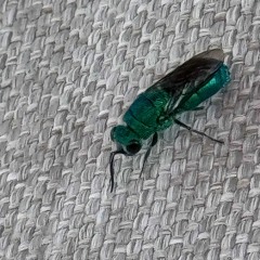 PAVESTONED - Recluse