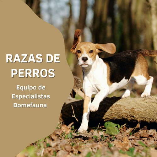 Stream episode [#Podcast] Razas de perros. Guía ilustrada para conocer ...