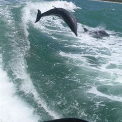 Review Special Price Clearwater Beach Day Trip From Orlando With Dolphin Encounter Cruise