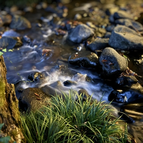 river_in_forest_at_dawn_01_192khz