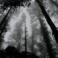 EchoForest