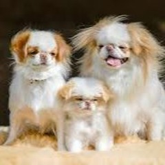 THE KAFKA DOGS OF CHINATOWN
