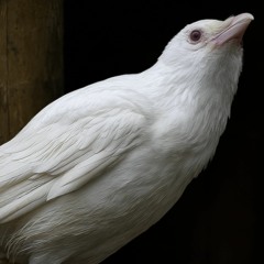 White Raven (Follow the white raven and go through the enchanted door)