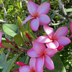 Onlymp3.to - Naughty Girl By Jeremicam X DJ Alez