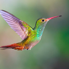 Hummingbird.mp3