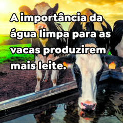A importância da água limpa para as vacas produzirem mais leite