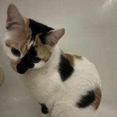 #4 life w/ ecoys (occult & tgwog) #k2