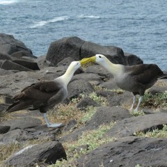 01 - Animal Talkin' - I Die Albatrosse