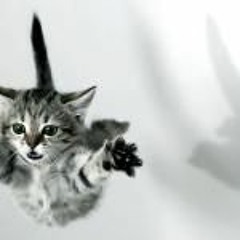 We're Finally Meowing