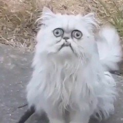 Theres A Weird Stray Cat Outside