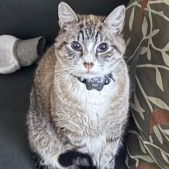 made for that interlude