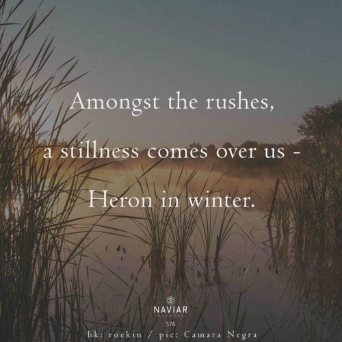 A Stillness Comes [NaviarHaiku576]