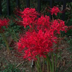 Владимир Клявин — Планы`•°.