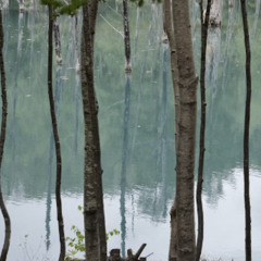 forest pond